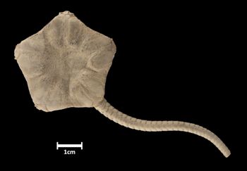 Media type: image;   Invertebrate Zoology OPH-780 Aspect: dorsal